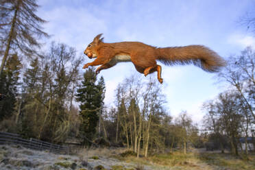 UK, Schottland, Eurasisches Rotes Eichhörnchen (Sciurus vulgaris) im Sprung - MJOF01785