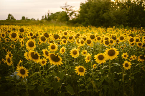 Sonnenblumenfeld in der Abenddämmerung - ACPF00667