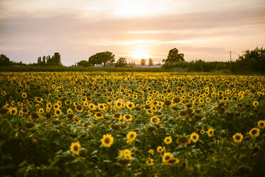 Sonnenblumenfeld im Sommer bei Sonnenuntergang - ACPF00668