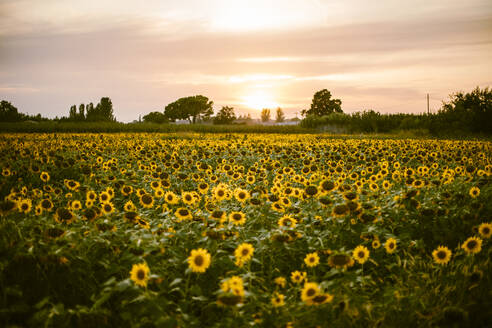 Sonnenblumenfeld im Sommer bei Sonnenuntergang - ACPF00668