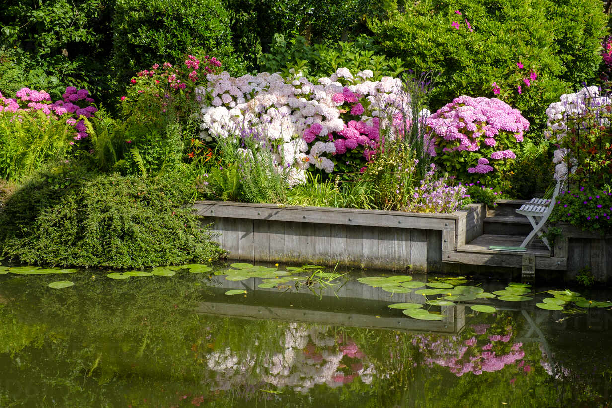Niederlande, Nordholland, Edamer, blühende Hortensien im Garten am  Flussufer, lizenzfreies Stockfoto