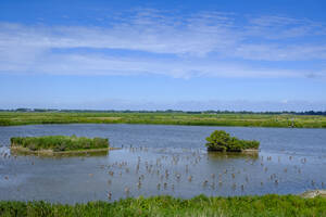 Niederlande, Nordholland, Schellinkhout, Vogelschwarm schwimmt im IJsselmeer - LBF02854