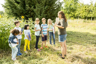 School children learning about nature in a sunflower field - WESTF24454