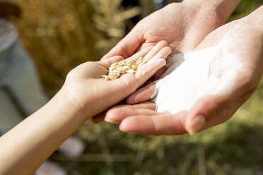 Kinderhände halten Weizenkörner - WESTF24461