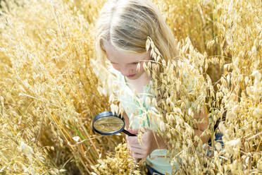 Kleines Mädchen, das Weizenähren auf einem Feld mit einer Lupe untersucht - WESTF24464