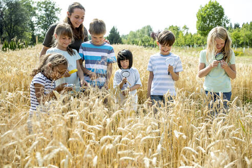 Eine Gruppe von Kindern pflückt Weizen auf einem Feld - WESTF24469