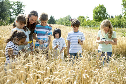 Eine Gruppe von Kindern pflückt Weizen auf einem Feld - WESTF24470