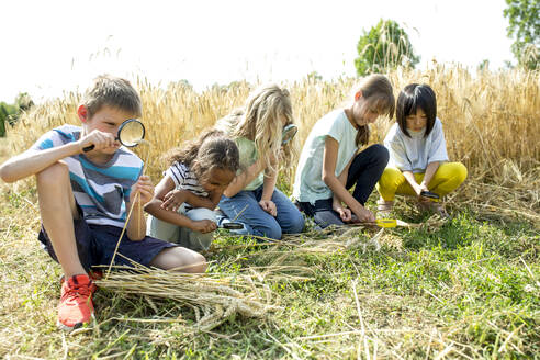 Schulkinder, die mit ihren Lupen Weizenähren auf dem Feld untersuchen - WESTF24471