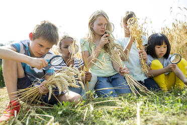 Schulkinder, die mit ihren Lupen Weizenähren auf dem Feld untersuchen - WESTF24472