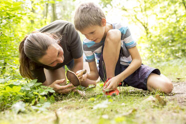 Boy and tcher examining mushroom in nature - WESTF24473