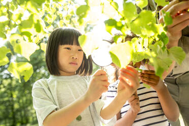 Schulkinder, die mit ihren Lupen Blätter an einem Baum untersuchen - WESTF24478