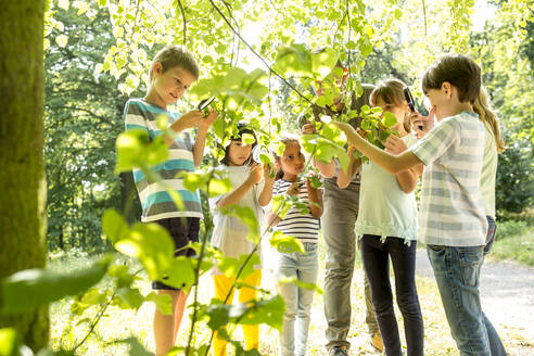 Schulkinder untersuchen mit ihrer Lehrerin die Blätter eines Baumes - WESTF24479