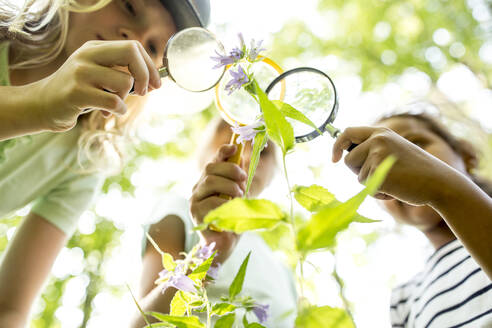 Schulkinder, die mit ihren Lupen Blätter an einem Baum untersuchen - WESTF24503