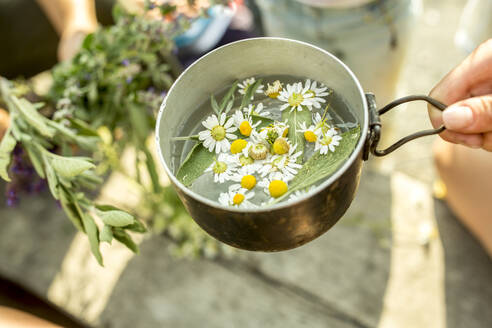 Fresh chamomile in pot with water for an infusion - WESTF24514