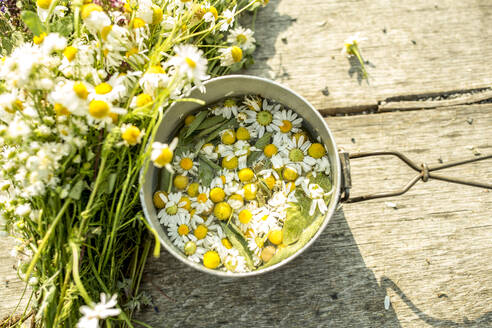 Fresh chamomile in pot with water for an infusion - WESTF24518