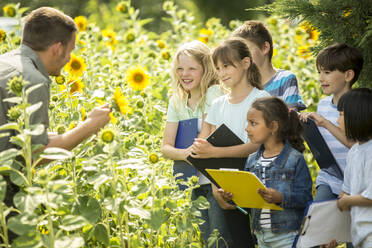 School children learning about nature in a sunflower field - WESTF24521