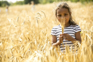 Little girl standing in wheat field, looking at wheat ear - WESTF24527