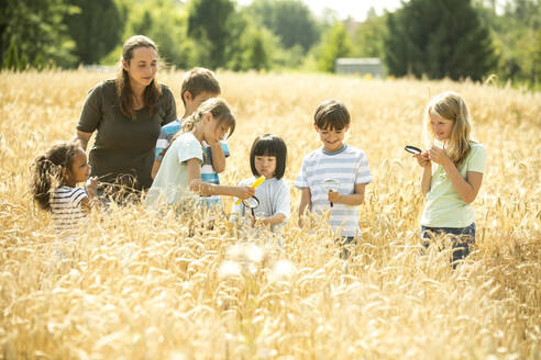 Kinder untersuchen ein Weizenfeld mit ihren Lupen - WESTF24538