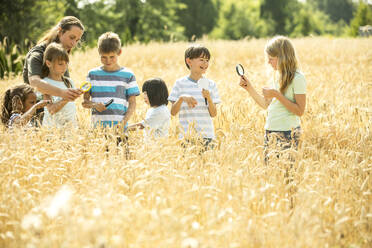 Kinder untersuchen ein Weizenfeld mit ihren Lupen - WESTF24539