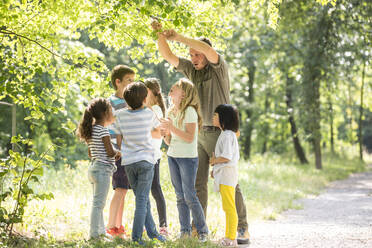 School children exploring nature with a teacher, looking at tree - WESTF24543