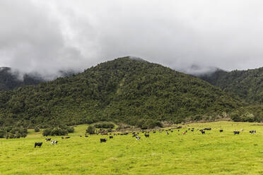 New Zealand, Grey District, Inchbonnie, Cattle grazing in front of forested hill - FOF11444