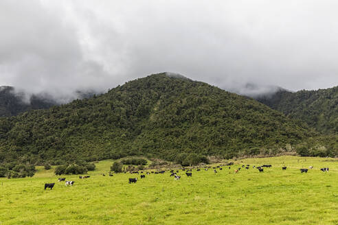 Neuseeland, Grey District, Inchbonnie, Weidende Rinder vor einem bewaldeten Hügel - FOF11444