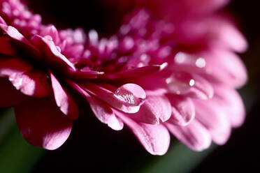 Germany, Petals of pink blooming gerbera daisy - JTF01458