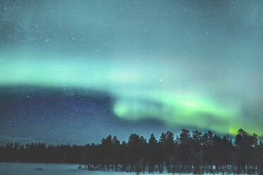 Aurora borealis over forest - JOHF05205