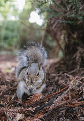 Squirrel - JOHF05217