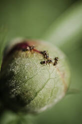 Ants on flower bud - JOHF05225