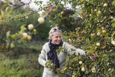 Woman picking apples - JOHF05329