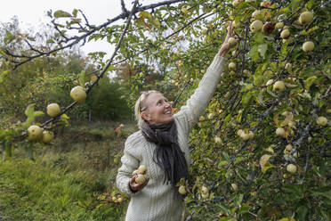 Woman picking apples - JOHF05331