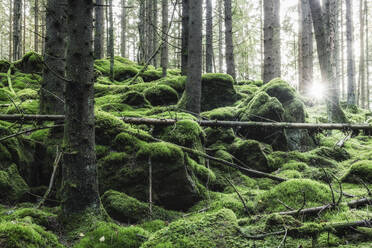 Moss in forest - JOHF05391