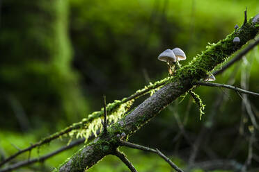 Moos und Pilze auf einem Baumstamm im Wald - JOHF05392