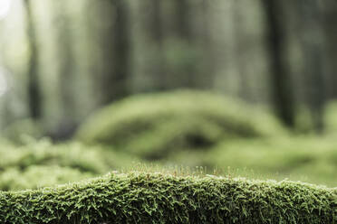 Moos auf Baumstamm im Wald - JOHF05393