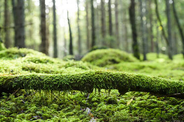 Moos auf Baumstamm im Wald - JOHF05394