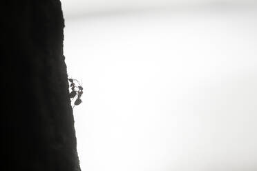 Two ants on tree trunk - JOHF05396