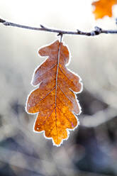 Frozen oak leaf - JOHF05457