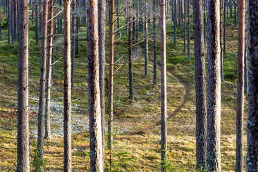 Bäume im Wald - JOHF05461