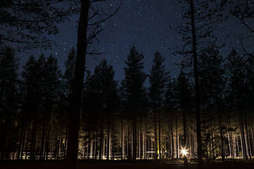 Illuminated forest at night - JOHF05472