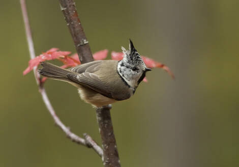 Haubenmeise, Lophophanes cristatus, auf einem Zweig - ZCF00894