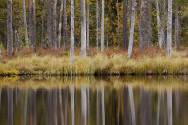 Finnland, Kainuu, Kuhmo, Herbstbäume spiegeln sich im See - ZCF00898