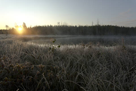 Finnland, Kainuu, Kuhmo, Grasbewachsenes Seeufer bei nebligem Sonnenaufgang, lizenzfreies Stockfoto