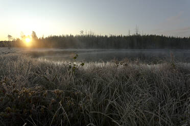 Finnland, Kainuu, Kuhmo, Grasbewachsenes Seeufer bei nebligem Sonnenaufgang - ZCF00900