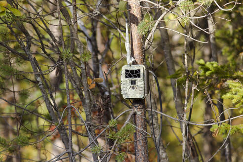 Finnland, Kainuu, Kuhmo, Ferngesteuerte Kamera an einem Baumast befestigt - ZCF00905