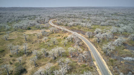 Luftaufnahme einer von massiven Affenbrotbäumen umgebenen Straße, Region Cabo Ledo, Angola - VEGF01432