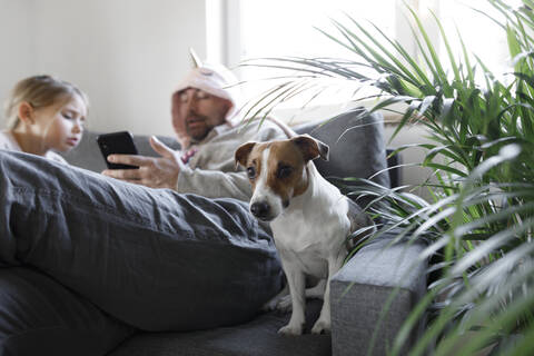 Porträt eines Jack Russel Terriers, der zu Hause auf der Couch sitzt, lizenzfreies Stockfoto