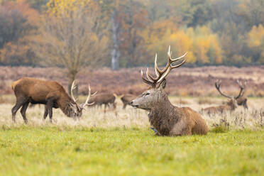 UK, England, London, Ruhende und grasende Hirsche im Richmond Park - WPEF02452