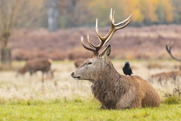 UK, England, London, Vogel steht auf dem Rücken eines im Gras ruhenden Hirsches im Richmond Park - WPEF02453