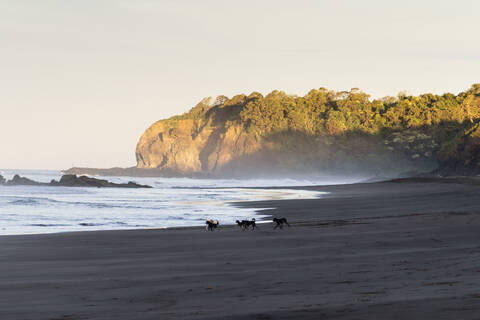 Costa Rica, Guanacaste Province, Ostional, Dogs playing on sandy coastal beach at dawn stock photo